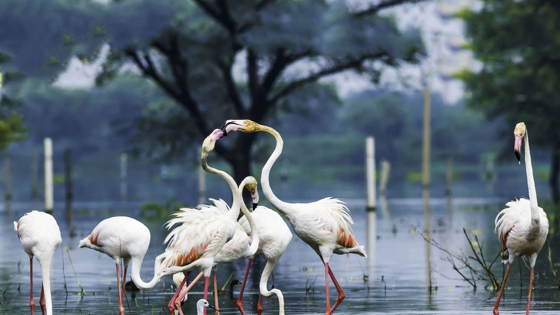 Bharatpur Jhalawar Keoladeo National Park 